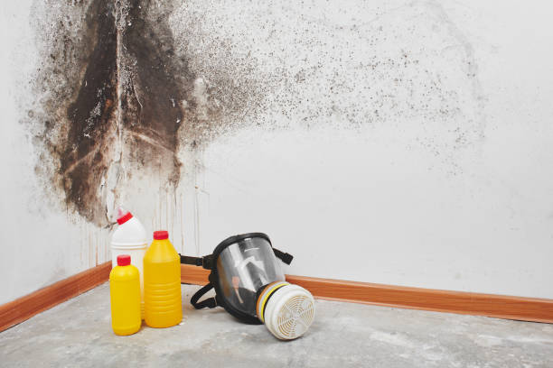 Best Toxic Mold Removal  in Stroudsburg, PA