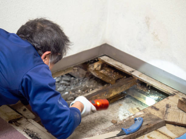 Stroudsburg, PA Mold Removal Company