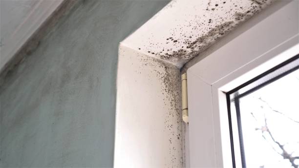 Best Commercial Mold Removal  in Stroudsburg, PA