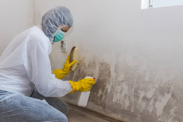 Best Certified Mold Removal  in Stroudsburg, PA